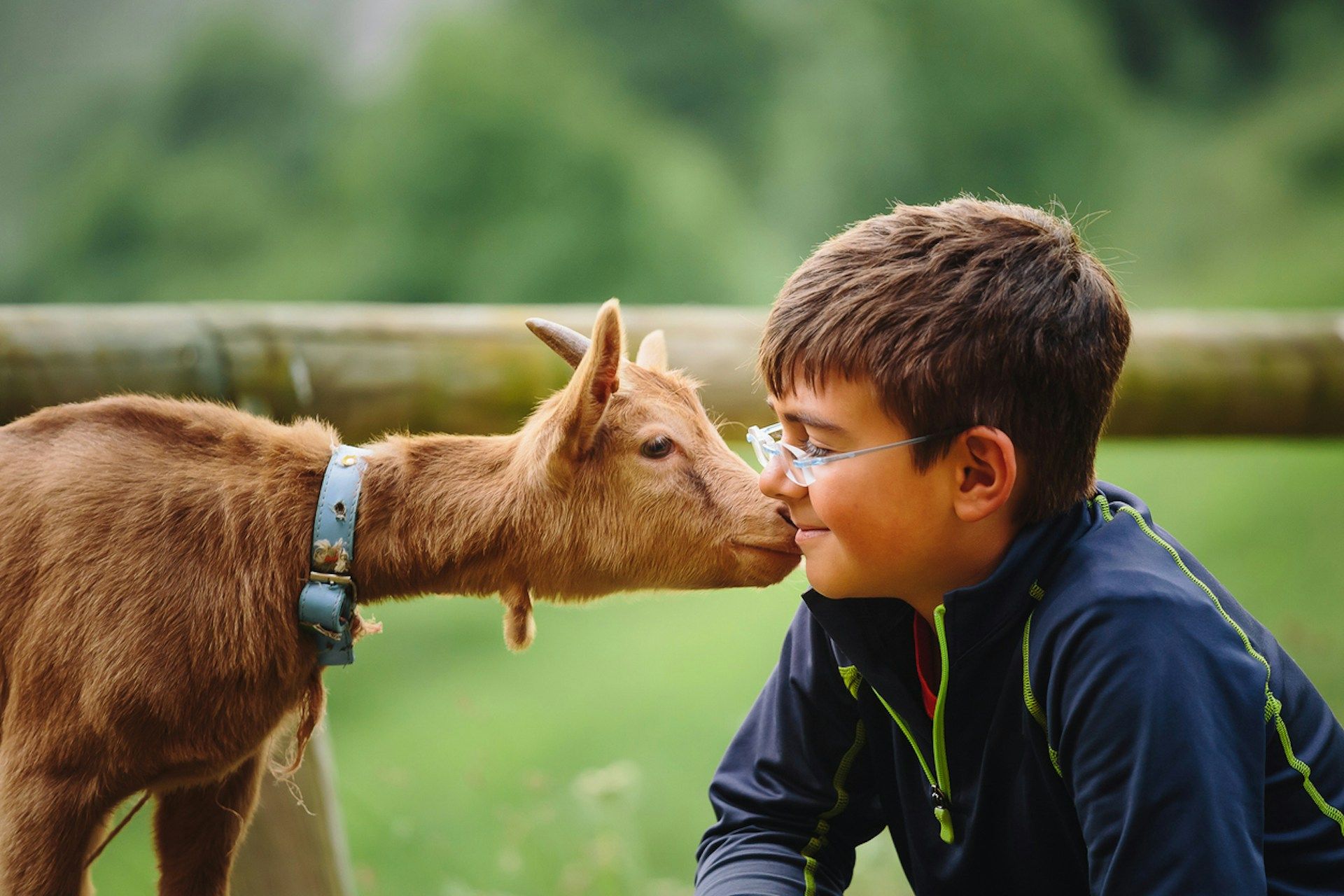 Animals